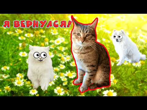 Видео: МАЛЕНЬКИЙ КОТЁНОК шёл домой 8 месяцев! Чика ВЕРНУЛСЯ!