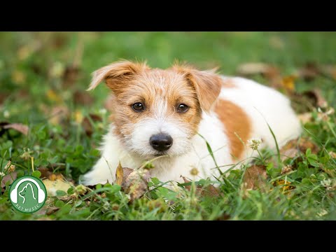 Видео: Музыка глубокого расслабления для собак🐶Тревога разлуки и музыка для сна