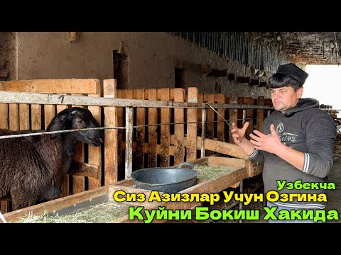 Видео: ҚУЙ БОҚИШ ВА УНИ ҚАНДАЙ ПАРВАРИШ ҚИЛИШ БАТАВСИЛ МАЛУМОТ БЕРИЛДИ 14 ноября 2024