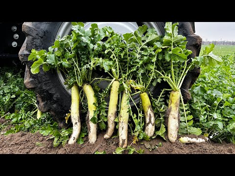 Видео: Тонни органіки на піску із сидерату❓Покривні чи сидерати❗️