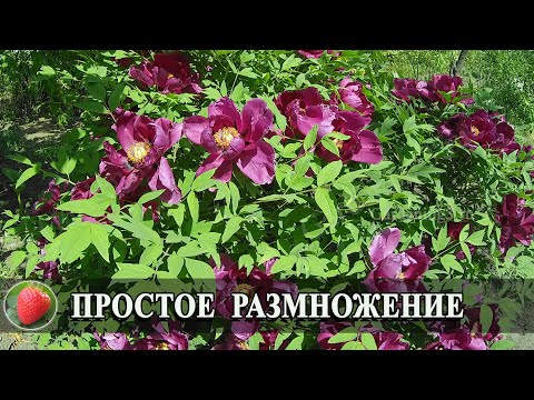 Видео: Размножение древовидного пиона Самый простой способ размножения древовидных пионов