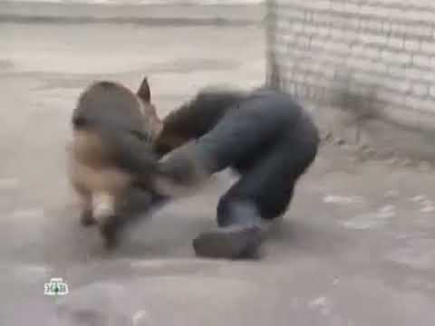 Видео: Возвращение Мухтара Задержание N_12