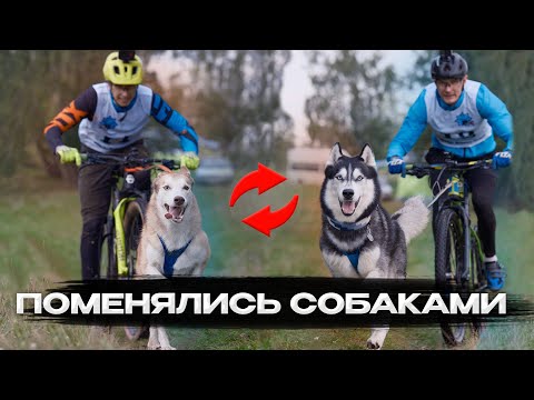 Видео: СОБАКИ ДО САМОГО СТАРТА НЕ ЗНАЛИ ЧТО ПОБЕГУТ НЕ С ХОЗЯИНОМ