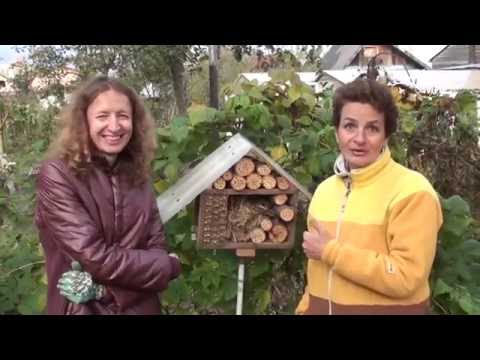 Видео: Как привлечь в сад полезных насекомых
