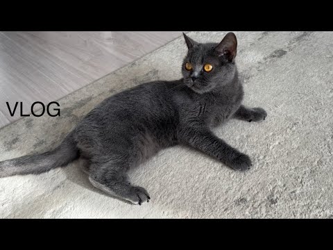 Видео: VLOG! Утренняя рутина| Минимализм в вещах| Готовлю тушеную картошку