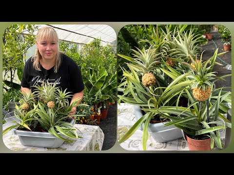 Видео: Как определить спелость ананаса карликового? Выращиваем мини ананас 🍍 Часть 1