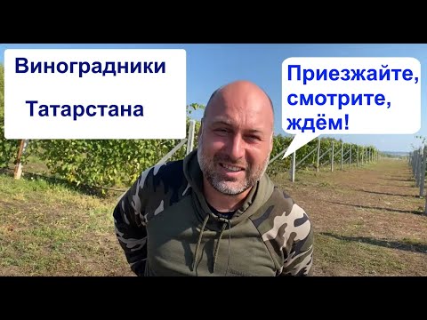Видео: Промышленный виноградник Татарстана или в гостях у Айрата Ялалетдинова