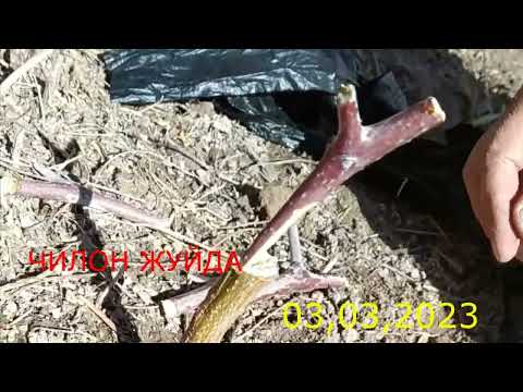 Видео: Искана пайванд  шафтоли  урик,чилон жийда  .Iskana payvand shaftoli,chilon jiyda.ПРИВИВКА ПЕРСИКА.