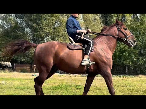 Видео: Кыргыз Аттын чону +996-504-406-140 #kyrgyzstan