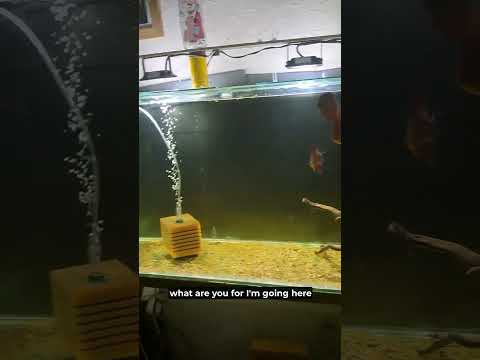 Видео: За филтрацията/about the filtering