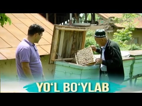 Видео: Сижжак маҳалласи томон йўл бўйлаб | Yo'l bo'ylab