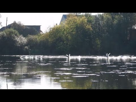 Видео: №5719  16 09 2024 Разбег