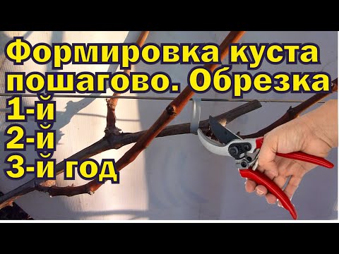 Видео: Пошаговая формировка виноградного куста, обрезка 1, 2-х, 3-х летних кустов.