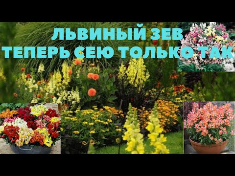 Видео: ЛЬВИНЫЙ ЗЕВ. ВСЕ ТОНКОСТИ ПОСЕВА ТРЕМЯ СПОСОБАМИ