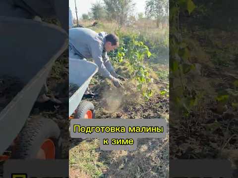 Видео: Дозаряжаю малину на зиму. Секрет — в слоёном "пироге" из листьев и травы.