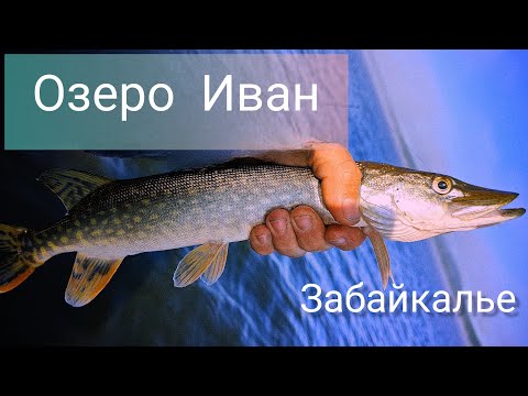 Видео: Сбылась мечта!!!! Таких Окуней у нас нет!! 