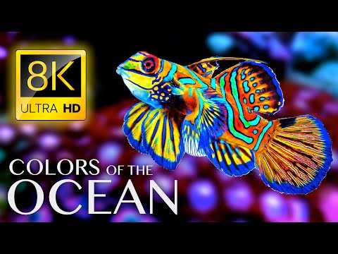 Видео: Цвета океана 8K ULTRA HD - Лучшие морские животные 8K для релаксации и успокаивающей музыки