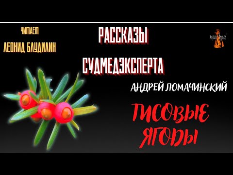 Видео: Рассказы Судмедэксперта: ТИСОВЫЕ ЯГОДЫ (автор: Андрей Ломачинский).