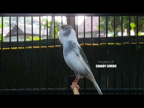 Видео: 25 | CUIT-CUIT❗ ПОЛНЫЙ ЭНЕРГИИ ❗❗Для дрессировки вашей молодой канарейки! #канарейка #мастеринг