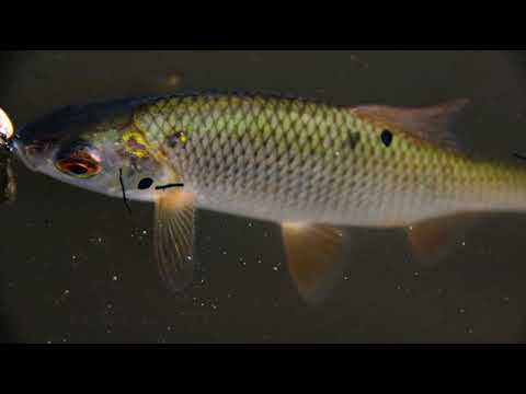 Видео: Плотва, ротаны, мегаокунь на наноколебо