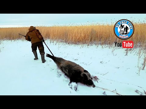 Видео: Взяли Cекача на лёжке в камышах! Редкие кадры охоты на Кабана с подхода! 4K