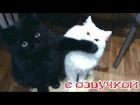 Видео: ПРИКОЛЫ С КОТАМИ! С ОЗВУЧКОЙ! Смешное видео с котами и собаками! Самые смешные животные! ДО СЛЁЗ!