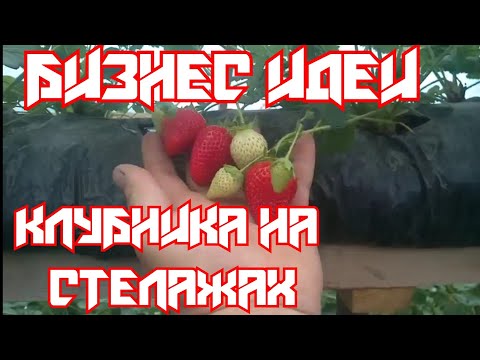 Видео: «КЛУБНИКА НА СТЕЛАЖАХ*Новые сорта /три месяца спустя/.