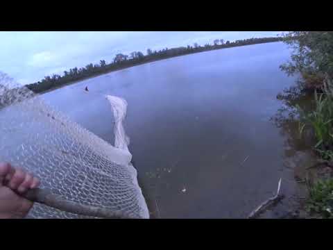 Видео: Ловля САЗАНА на Бредень