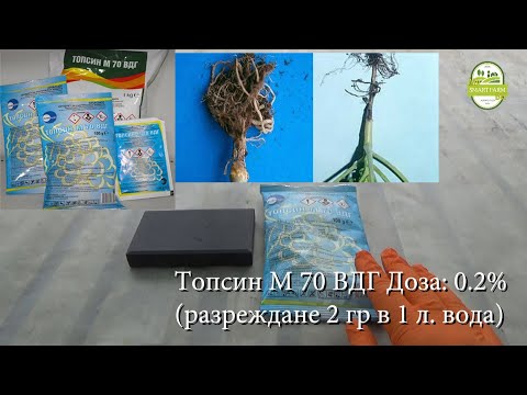 Видео: Подготвяне на препарата Топсин М 70 ВДГ за третиране срещу „Черен крак“ и самата манипулация.