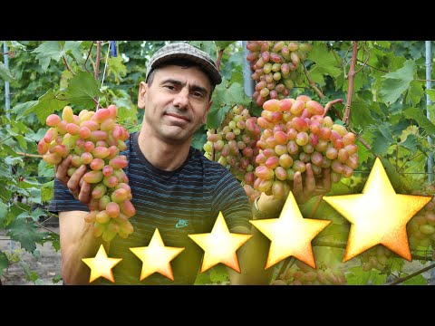 Видео: Как повысить урожайность и качество кустов винограда?