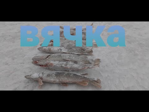 Видео: Вячеславское водохранилище. Рыбалка на жерлицы