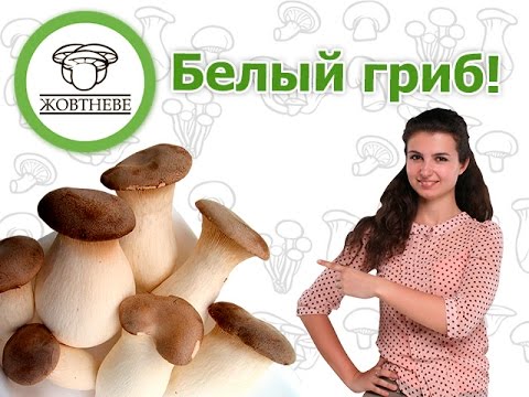 Видео: Выращивание. Белый степной гриб или королевская вешенка.