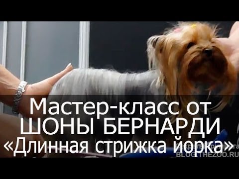 Видео: Мастер-класс "Стрижка йоркширского терьера с длинной шерстью". Шона Бернарди (Канада).