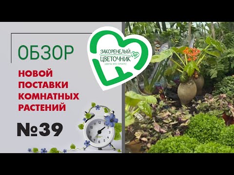 Видео: #39 Поставка комнатных растений в магазин | Каладиумы, калатеи, суккуленты, традесканции