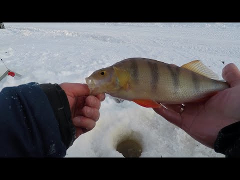 Видео: ЗИМНЯЯ РЫБАЛКА 2020 НА ЯМАЛЕ!!! МОЁ ПЕРВОЕ ВИДЕО...