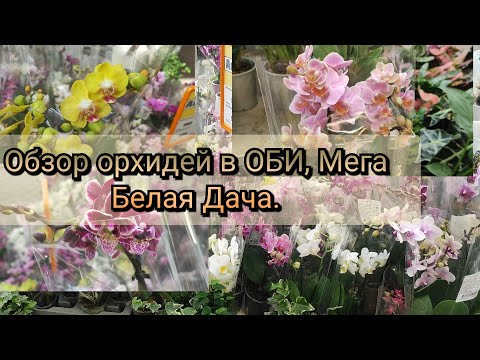 Видео: Обзор орхидей в ОБИ, Мега Белая Дача#обзор#2025#original#plants#flowers 