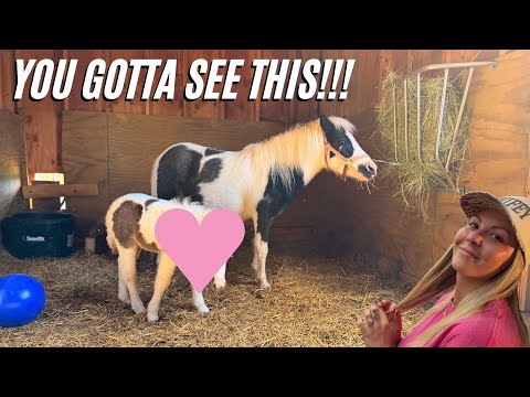 Видео: Сегодня на нашей ферме знаменательный день!!! 🤩