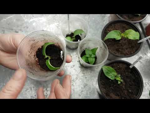 Видео: Фуксии, было три, а стало десять, укоренение за 7 дней.