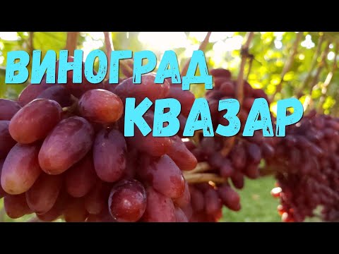 Видео: Виноград Квазар (Калугин В.М.)