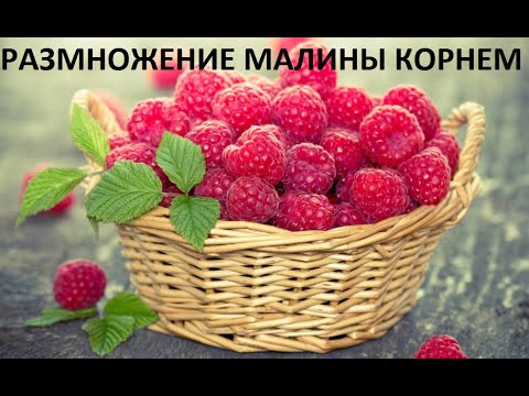 Видео: Размножение малины маточным корнем - крапивкой.