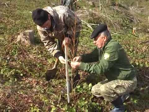 Видео: Любіжня посадка лісу 1