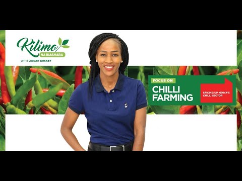 Видео: Сельское хозяйство и бизнес: выращивание перца чили в Кении | Сможете ли вы справиться с жарой?
