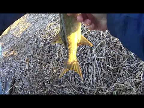 Видео: На живца с поплавком  в поисках щуки. Весна ,половодье 2023