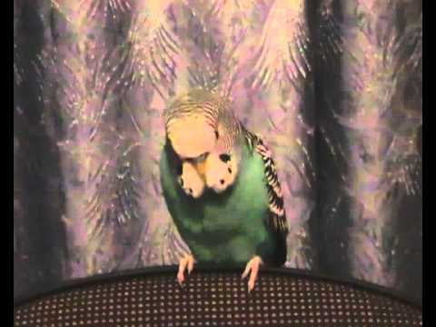 Видео: Говорящий попугай Тоша