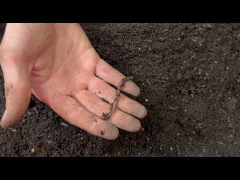 Видео: Разведение Червя Как Малый Бизнес