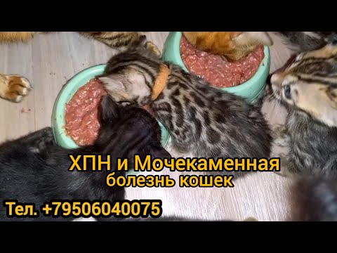 Видео: ХПН и мочекаменная болезнь у кошек, причины, и чем кормить таких кошек.