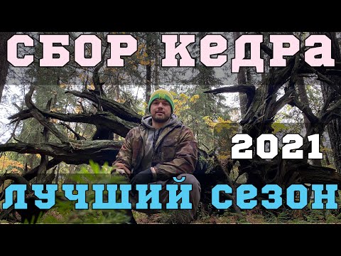 Видео: Сбор кедровых шишек в Сургуте. Осень 2021 года.