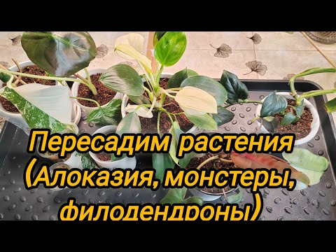 Видео: Пересадим растения (Алоказия, филодендроны, монстеры)