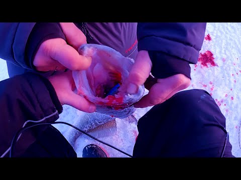 Видео: РАТТЛИНЫ которые ЛОВЯТ. Примени ЭТИ ратлины по ПЕРВОМУ ЛЬДУ