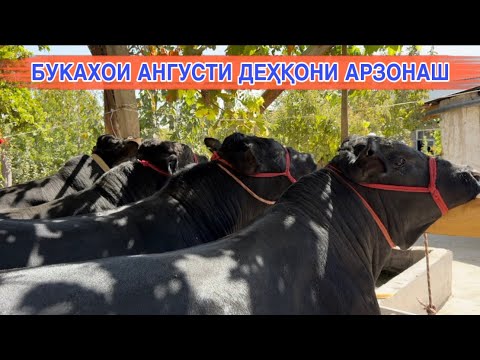 Видео: БУҚАҲОИ АНГУСТИ ДЕҲҚОНИ АРЗОНАШ 10 сентября 2025 г.